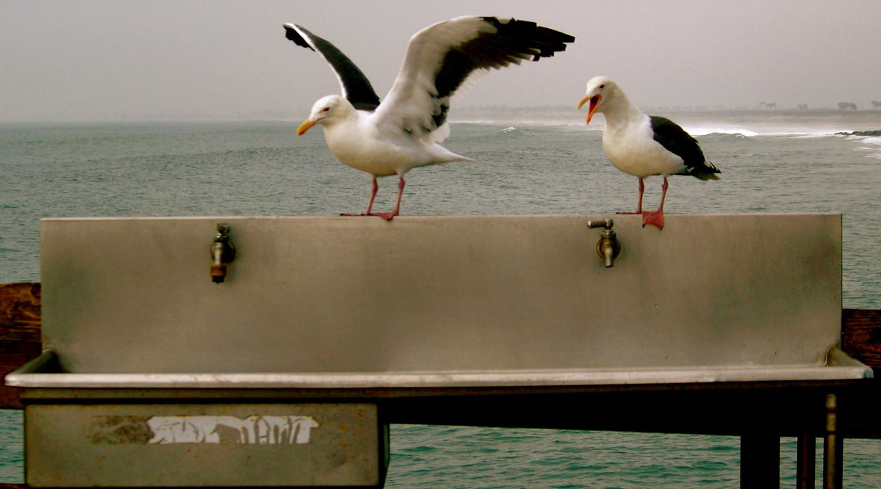 #occupyseagulls faucet 1