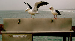 #occupyseagulls faucet 1