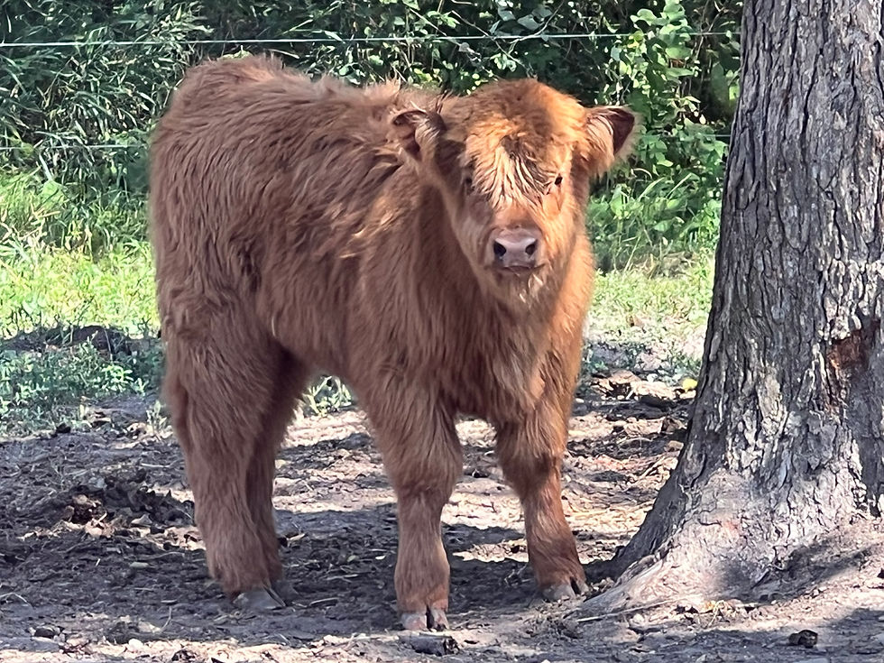 Osceola Jolene 1