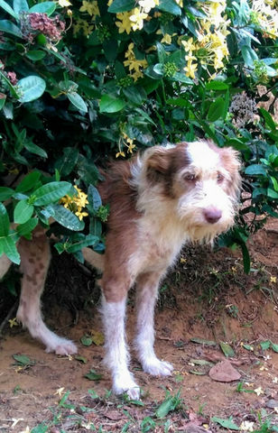 Zezinho