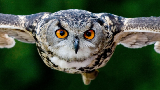 Cérebro Reptiliano 1