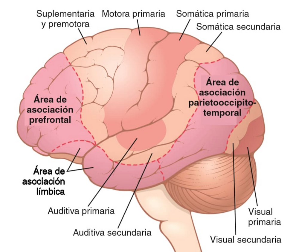 De Áreas funcionales de la corteza cerebral (Elsevier Connect)