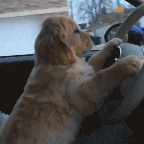 Arielle Daskal_Distracted Driving AD.gif
