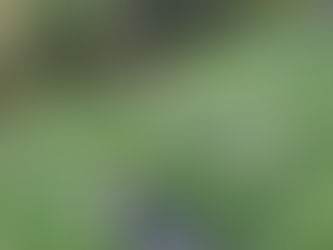 Beagles enjoying a regional park