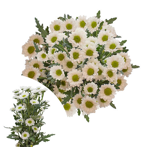 white-micro-pom-santini-katty