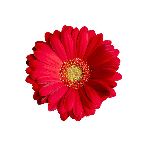 gerbera-lipstick-red
