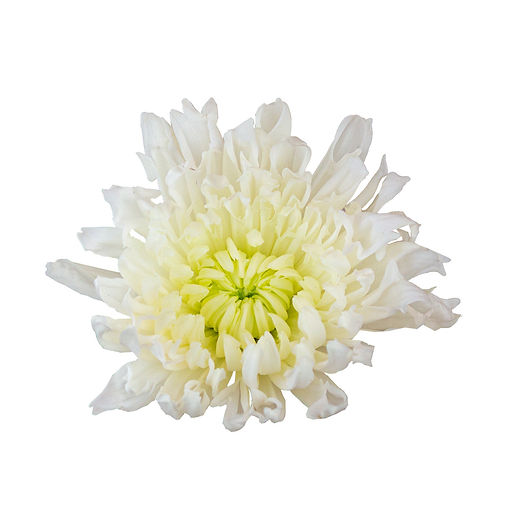 pom-novel-einstein-white