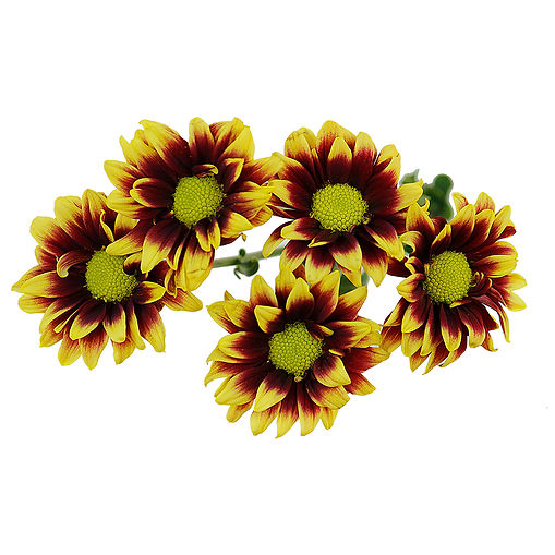 daisy-bicolor-ragusa