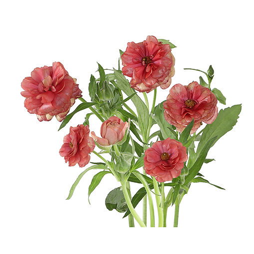 butterfly-salmon-musa