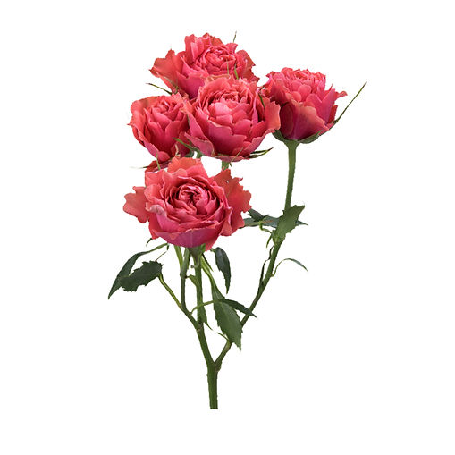 spray-rose-bellalinda-glee-coral