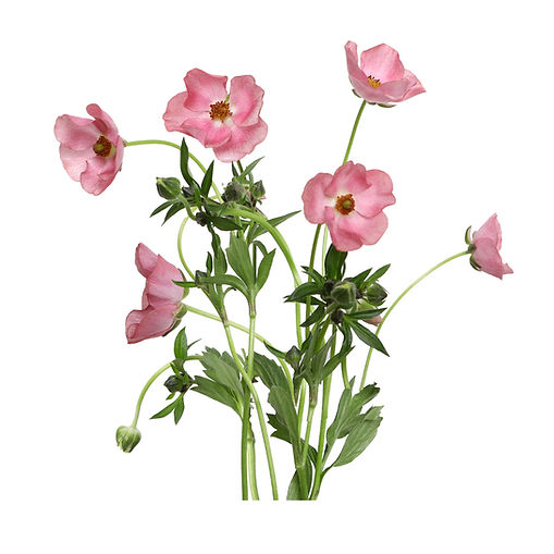 butterfly-magical-strawberry-dk-pk