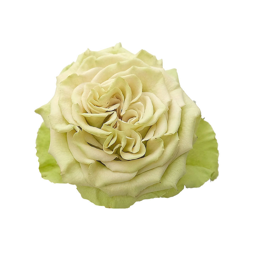 Maccha Flower matcha