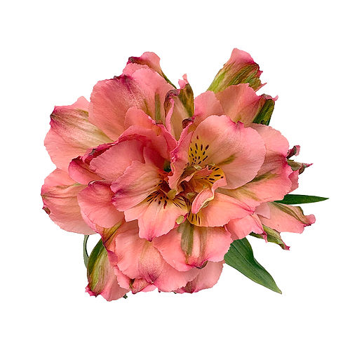 fashionista-salmon-pink