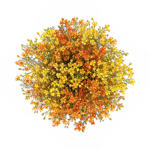 waxflower-candy-corn-orange 
