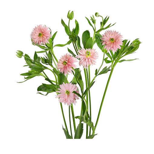 ran-butt-leda-blush-peach