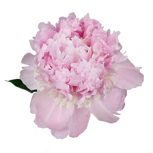 peony-angel-cheek-light-pink
