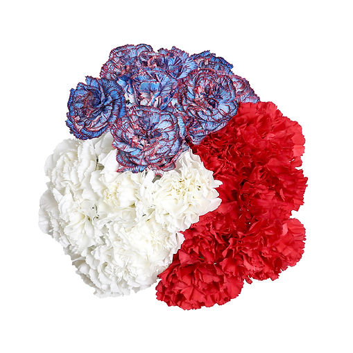 carnation-patriotic-blue