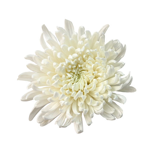 disbud-mum-super-star