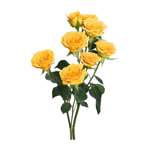 yellow-babe