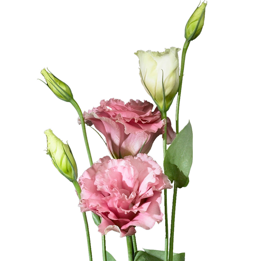 Lisianthus Brillianthus Pink
