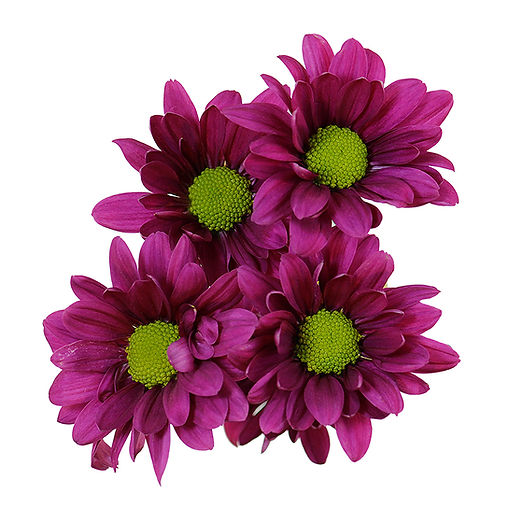 daisy-purple-can-can