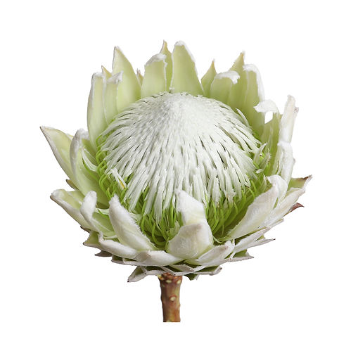 protea-king-artic-ice-white