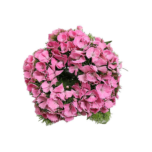 dianthus-sweet-william-pink