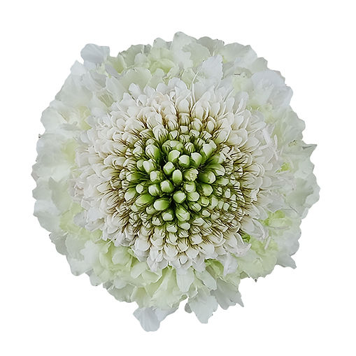 scabiosa-white-focal-scoop