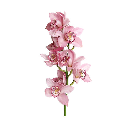cymbidium-cindy-pink