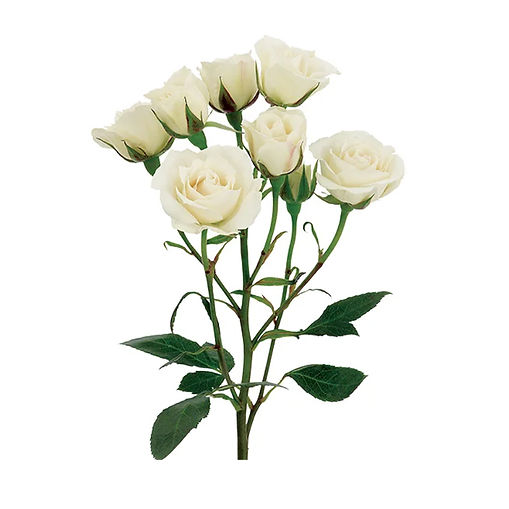 white-majolica