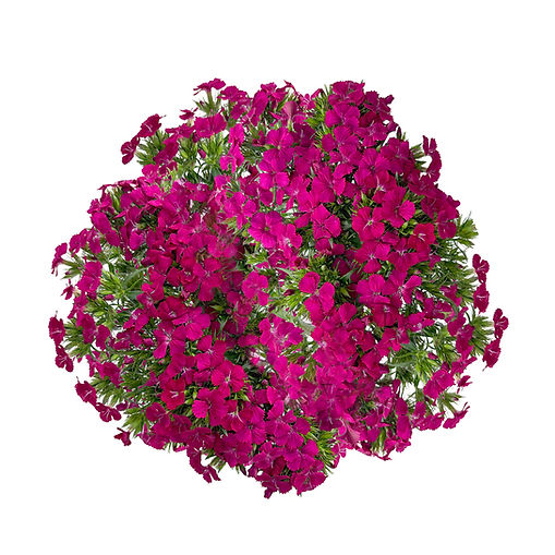 dianthus-neon-cherry