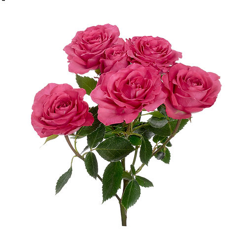 bellalinda-cerise