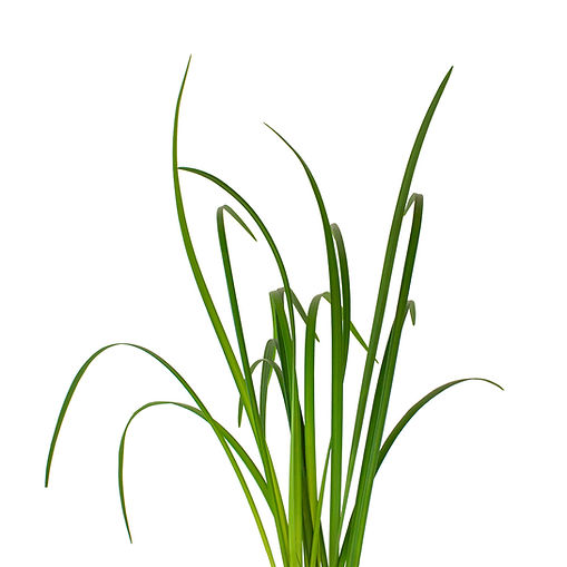 lily-grass