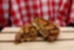 Patty Melt