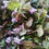 Miniature : Sirop de Lierre terrestre