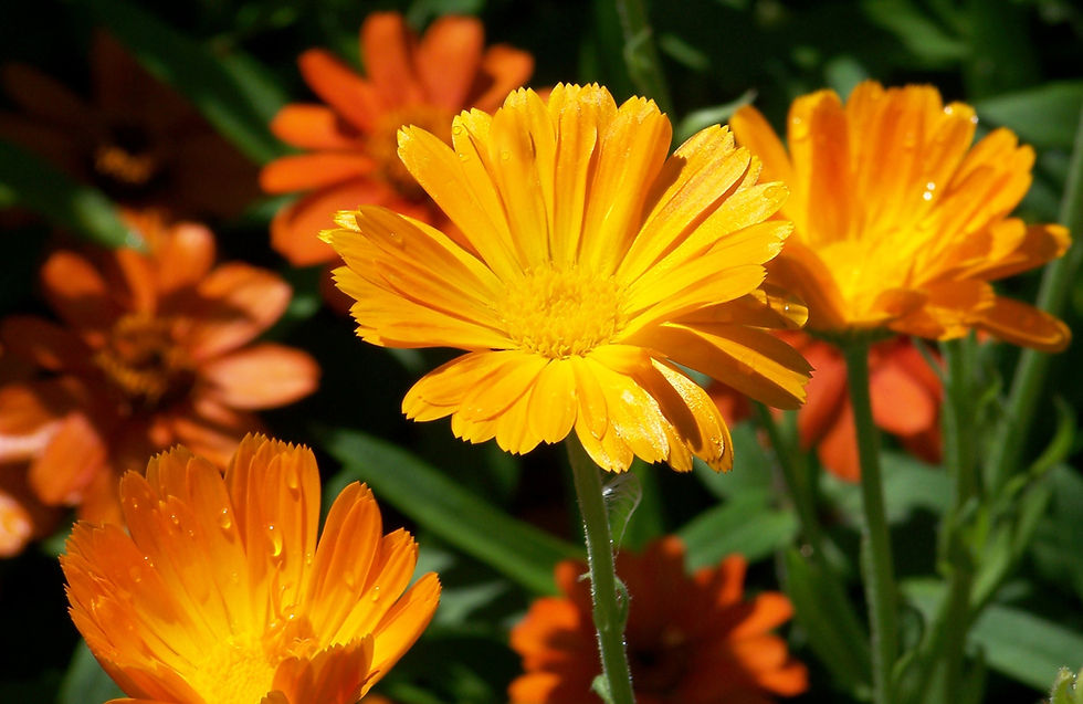 Miniature : Huile de Calendula