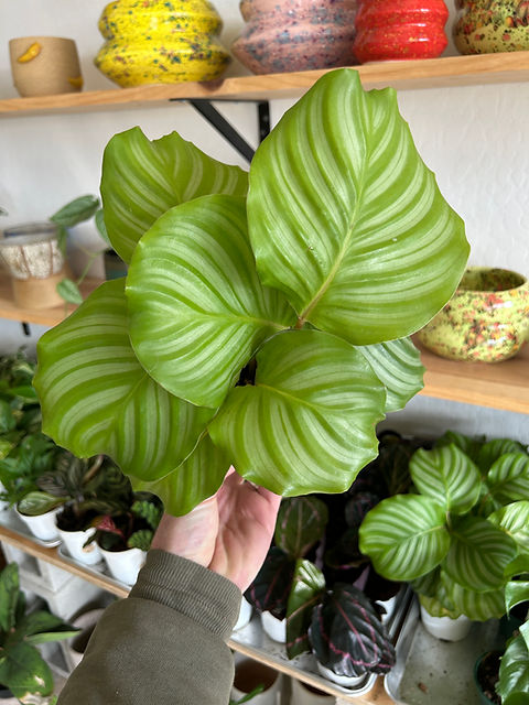calathea orbifolia größe Calathea Orbifolia kaufen? | Isabella main image 1