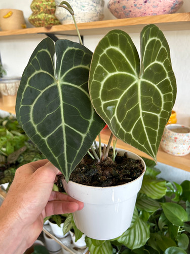 6” Anthurium Clarinervium