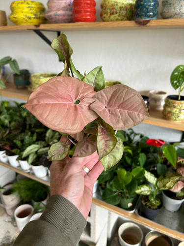4” Syngonium Pink