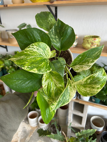 4” Pothos Marble Queen