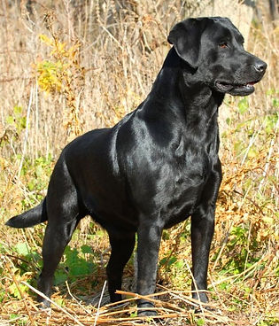 Genética, Cor, Cão, Padõres, Pêlo
