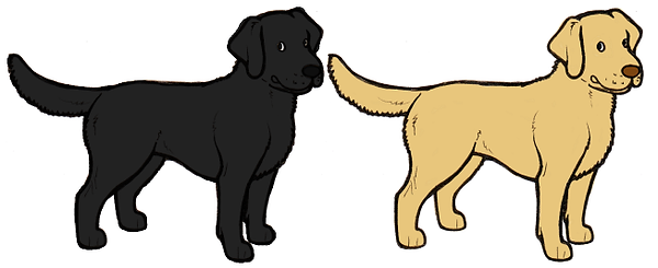 Genética, Cor, Cão, Padõres, Pêlo