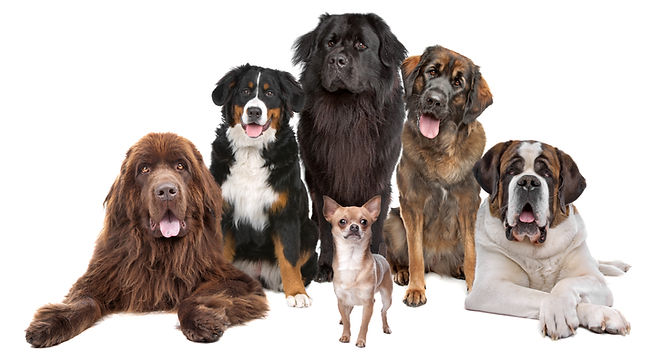 Genética, Cor, Cão, Padõres, Pêlo