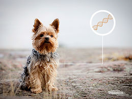 Genética, Cor, Cão, Padõres, Pêlo