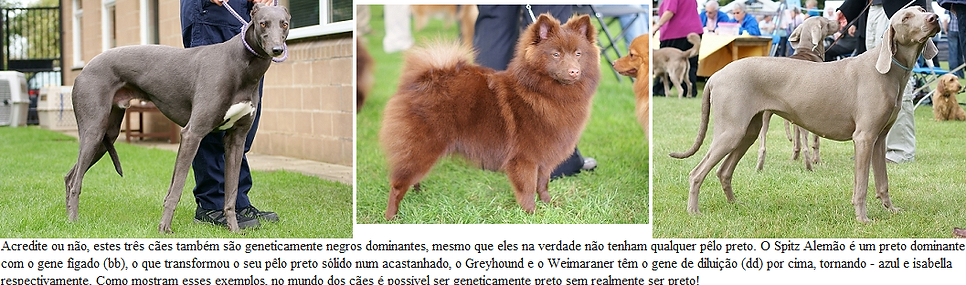 Genética, Cor, Cão, Padõres, Pêlo