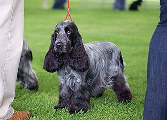 Genética, Cor, Cão, Padõres, Pêlo