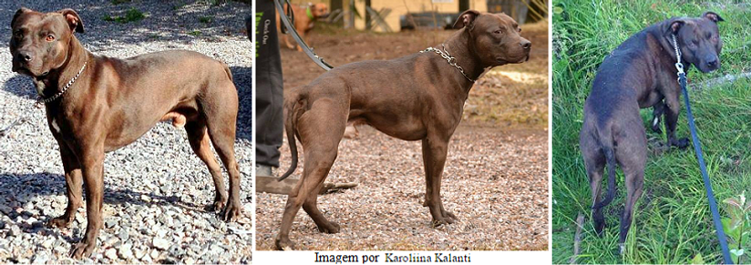 Genética, Cor, Cão, Padõres, Pêlo