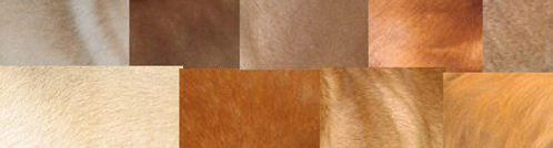 Genética, Cor, Cão, Padõres, Pêlo