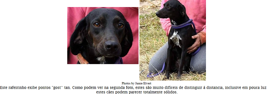 Genética, Cor, Cão, Padõres, Pêlo