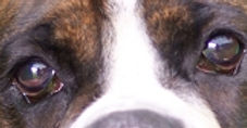 Genética, Cor, Cão, Padõres, Pêlo
